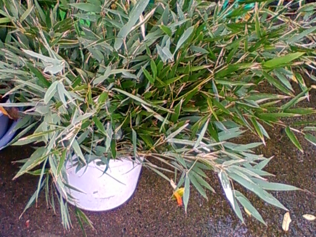 f:id:TsuSUZUKI:20131231181355j:image f:id:TsuSUZUKI:20131231181355j:image