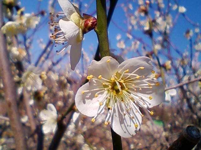 f:id:TsuSUZUKI:20140314064701j:image