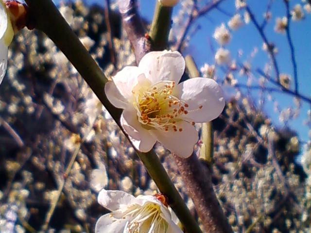 f:id:TsuSUZUKI:20140314064702j:image
