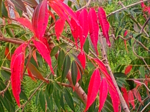 f:id:TsuSUZUKI:20140929042659j:image