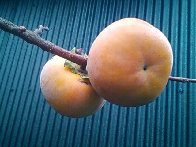 f:id:TsuSUZUKI:20141020161354j:image