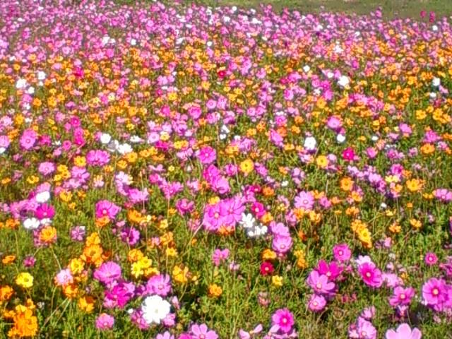 f:id:TsuSUZUKI:20141029095408j:image