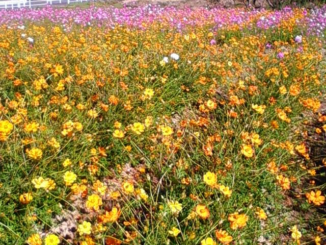 f:id:TsuSUZUKI:20141029095409j:image