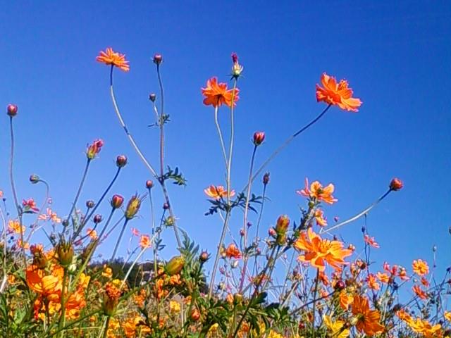 f:id:TsuSUZUKI:20141029095410j:image