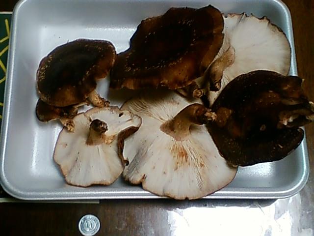 f:id:TsuSUZUKI:20141105051841j:image