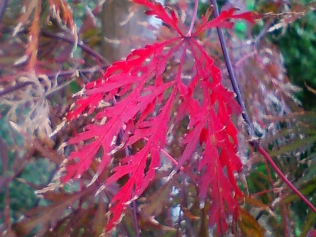 f:id:TsuSUZUKI:20141121031703j:image
