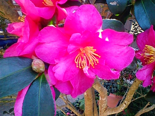f:id:TsuSUZUKI:20141122222939j:image
