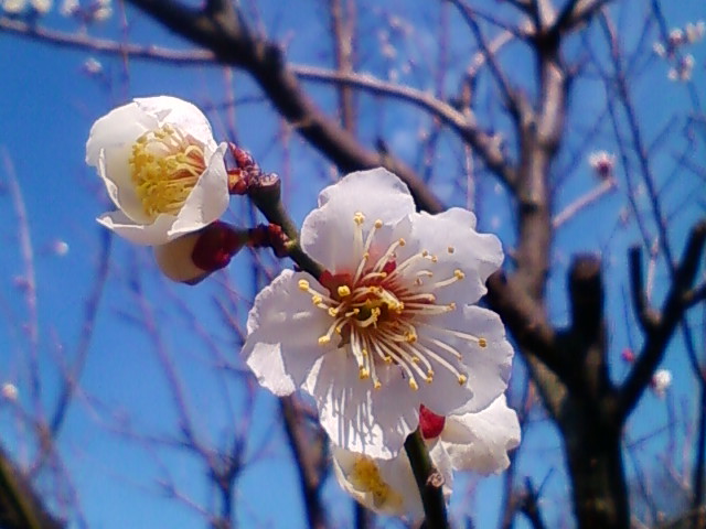 f:id:TsuSUZUKI:20150305051908j:image