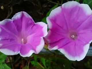 アサガオの花。