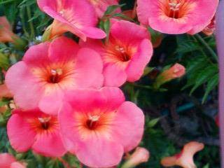 ノウゼンカズラの花。