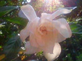 クチナシの花。