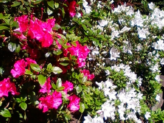 f:id:TsuSUZUKI:20170502234152j:image