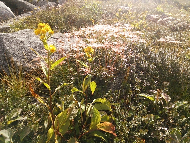 f:id:TsuSUZUKI:20170914080122j:image