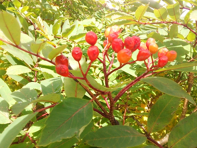 f:id:TsuSUZUKI:20170914080128j:image