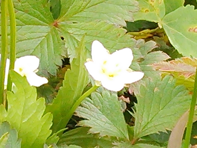 f:id:TsuSUZUKI:20170914080130j:image