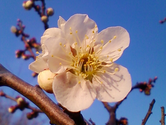 f:id:TsuSUZUKI:20180302005457j:image f:id:TsuSUZUKI:20180302005457j:image