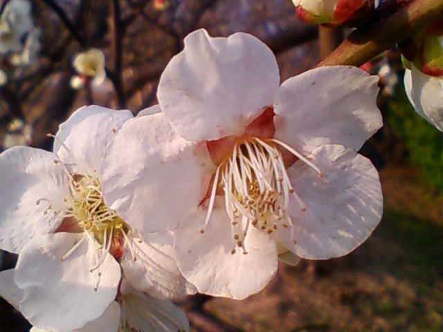 f:id:TsuSUZUKI:20180302005458j:image f:id:TsuSUZUKI:20180302005458j:image