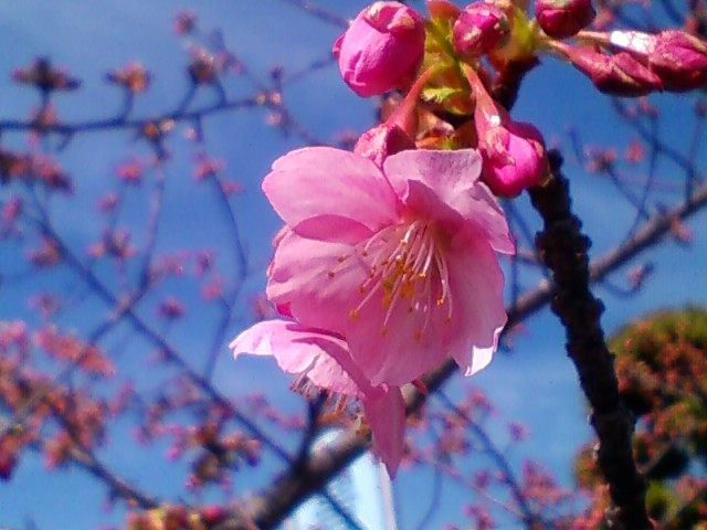 f:id:TsuSUZUKI:20180302042742j:image