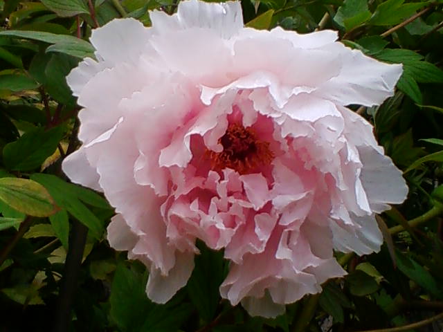 f:id:TsuSUZUKI:20190323225528j:plain ボタン 2019
