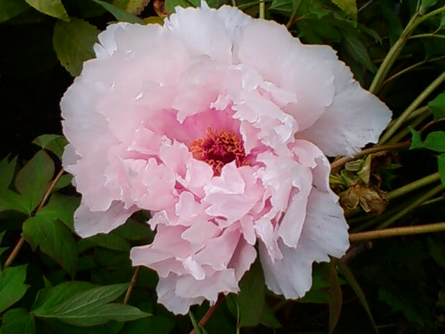 f:id:TsuSUZUKI:20190323225529j:plain ボタン 2019