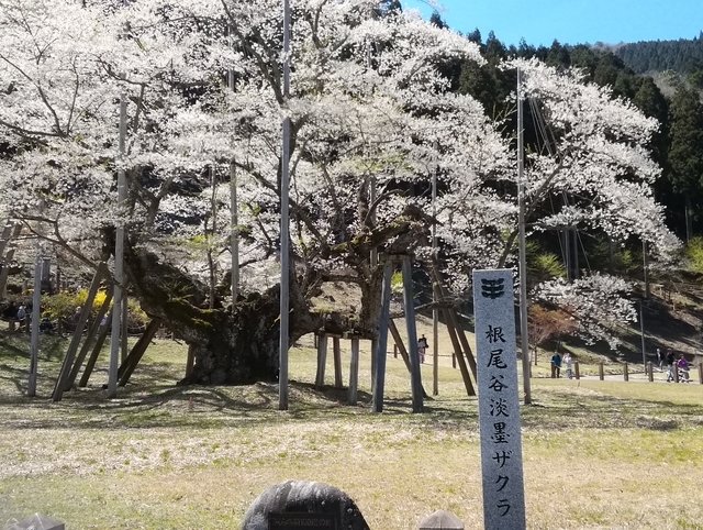 f:id:TsuSUZUKI:20190412085910j:plain 根尾谷薄墨桜
