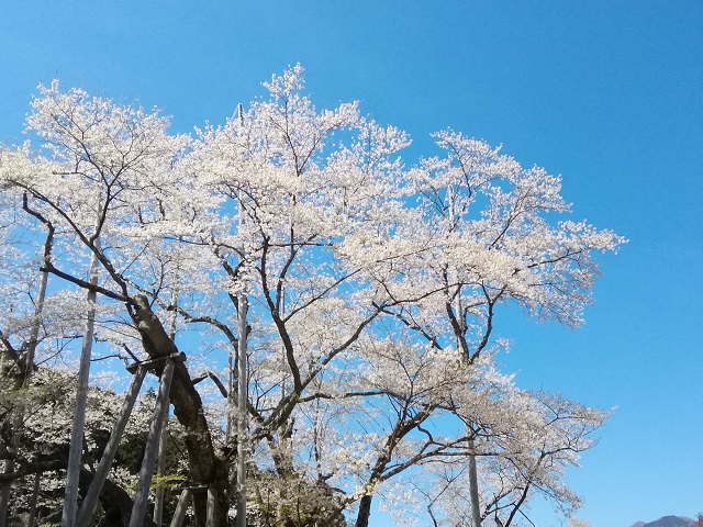 f:id:TsuSUZUKI:20190412085911j:plain 根尾谷薄墨桜(樽見鉄道樽見駅より徒歩20分)