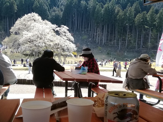 f:id:TsuSUZUKI:20190412085913j:plain 根尾谷薄墨桜