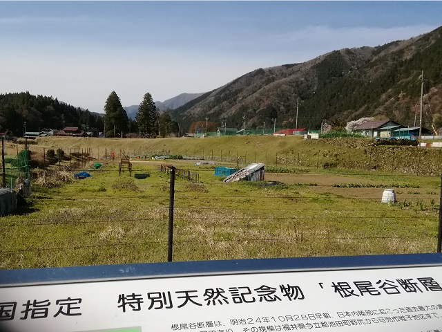 f:id:TsuSUZUKI:20190412085915j:plain 国指定天然記念物根尾谷断層