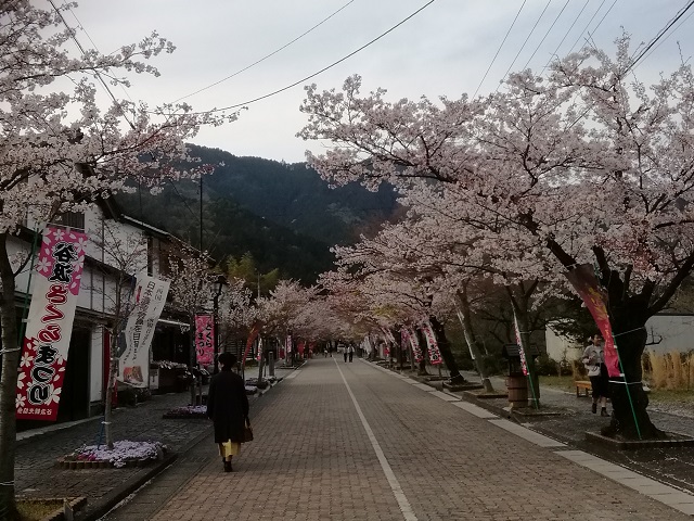 f:id:TsuSUZUKI:20190412085920j:plain 谷汲山華厳寺参道と桜