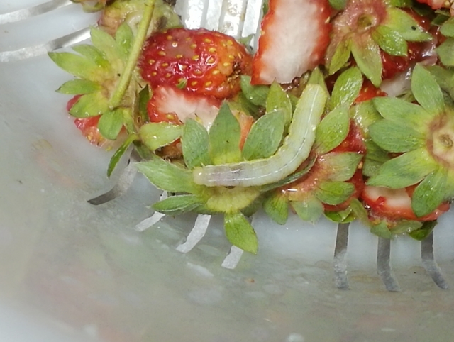 f:id:TsuSUZUKI:20190510165833j:image 虫がいるのは無農薬の証