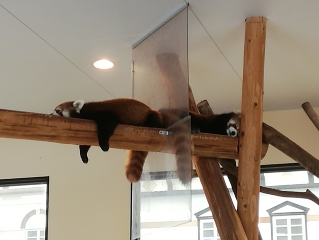 f:id:TsuSUZUKI:20191112055603j:image 入口ゲート入ってすぐ脇にいる小熊猫(レッサーパンダ)