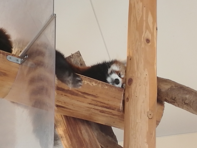 f:id:TsuSUZUKI:20191112055612j:image レッサーパンダが目を覚ましたとこ