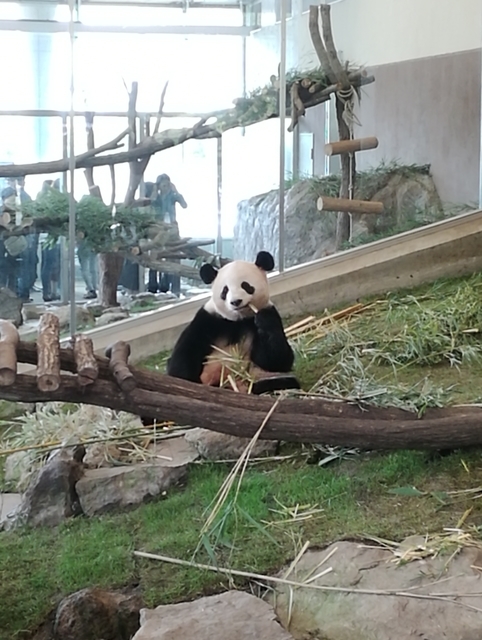 f:id:TsuSUZUKI:20191112055629j:image PANDA LOVE ブースで笹を食べる桃浜