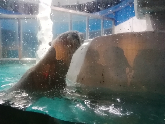 f:id:TsuSUZUKI:20191112055636j:image シロクマのランチタイム