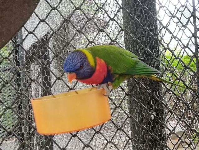 f:id:TsuSUZUKI:20191112055822j:image 極彩色のインコ