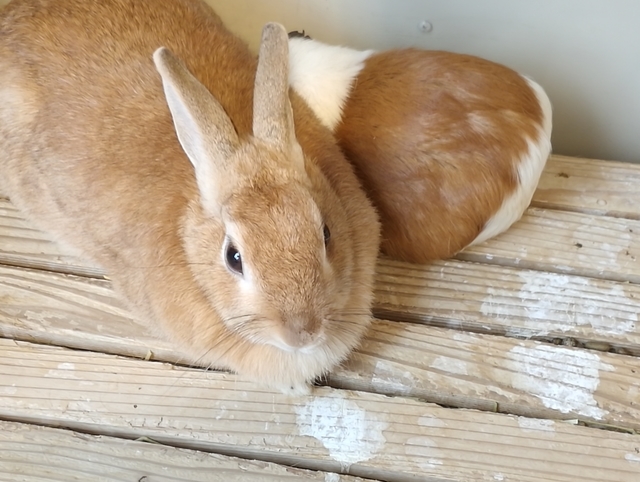 f:id:TsuSUZUKI:20191112055830j:image ふれあい広場のウサギ