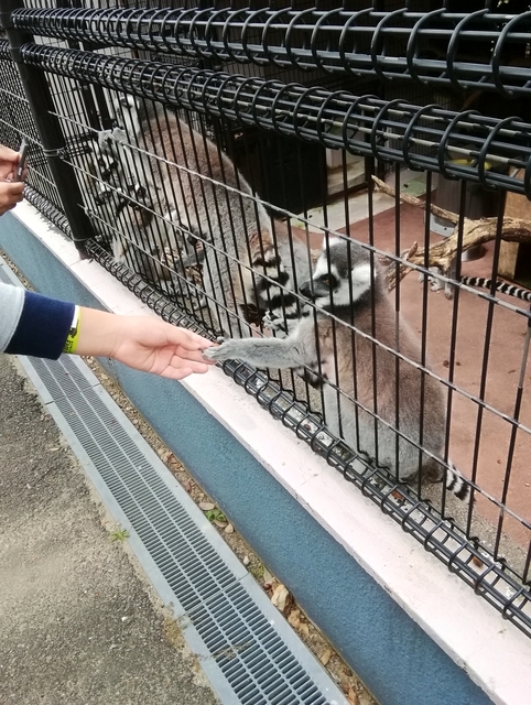 f:id:TsuSUZUKI:20191112055848j:image 餌やりできるワオキツネザル
