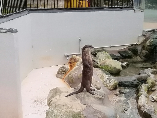 f:id:TsuSUZUKI:20191112055854j:image 元気なコツメカワウソ