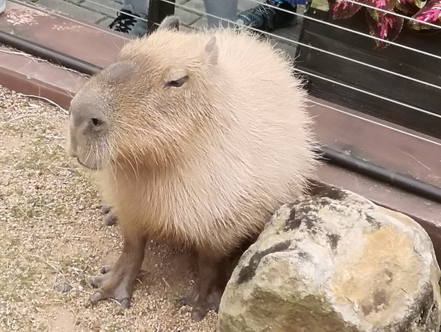 f:id:TsuSUZUKI:20191112055911j:image カピバラ、触れそうなくらい近い