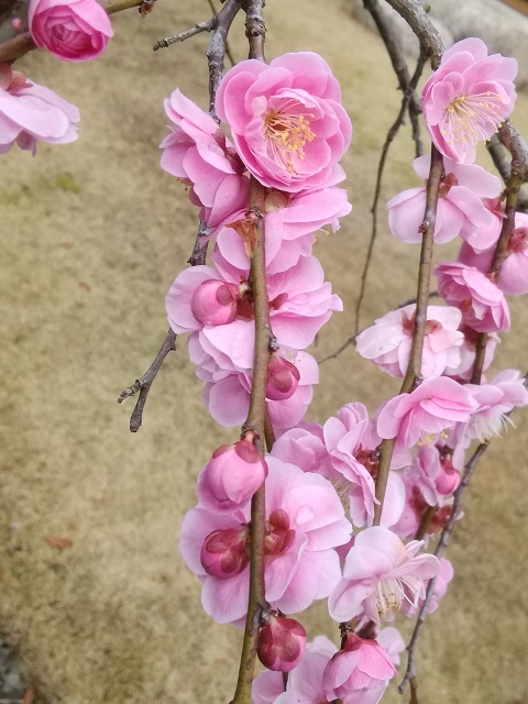 紅梅 2020 