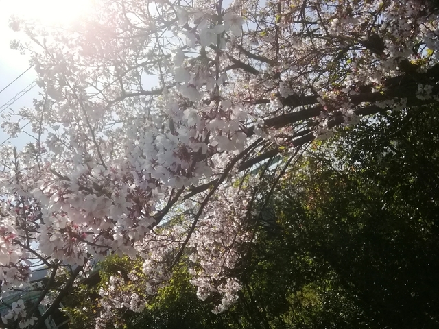 f:id:TsuSUZUKI:20200430040155j:image サクラ 2020
