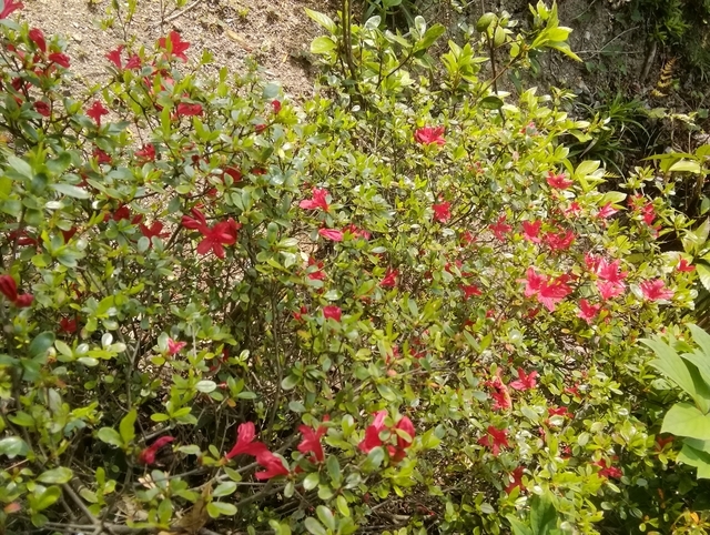 キリシマ 2020 