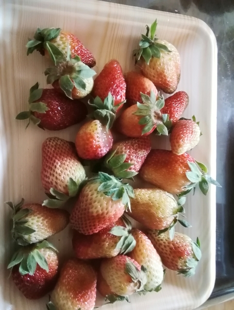 露地イチゴ 2020 