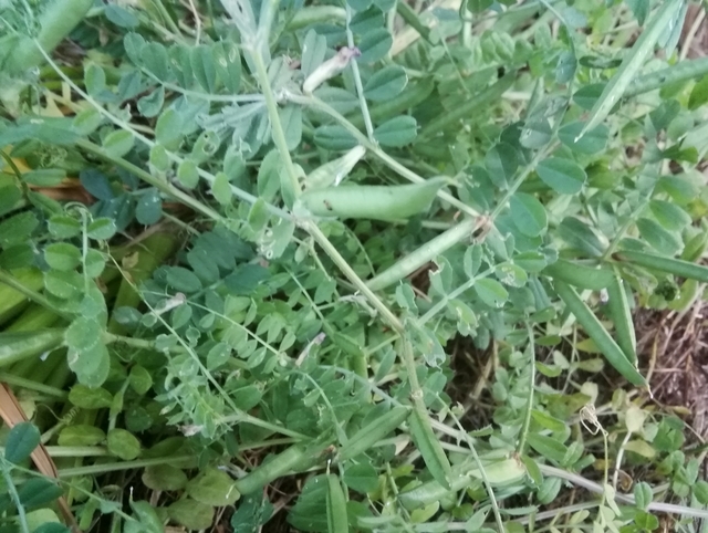 カラスノエンドウ 2020 