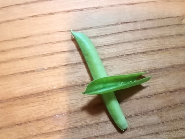 カラスノエンドウの笛 2020 