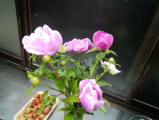 シャクヤク 2020 