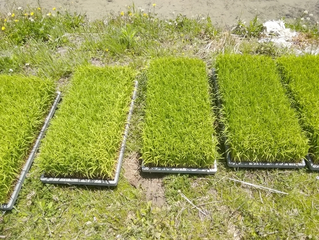 田植え 2020 