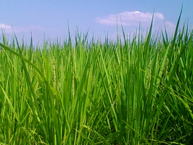f:id:TsuSUZUKI:20200802035350j:image 出穂 2020
