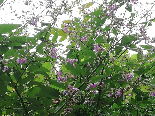 f:id:TsuSUZUKI:20200926030619j:image 萩の花 2020