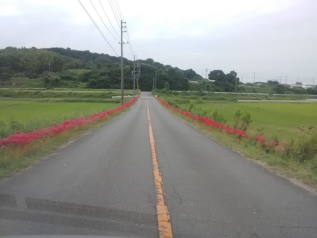f:id:TsuSUZUKI:20201005183920j:image ヒガンバナ 2020 その3